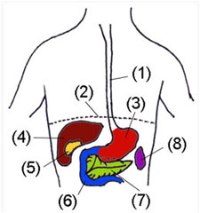 Organs affected by GERD and hiatus hernia, esophagus, stomach, esophagus