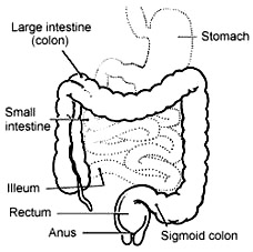 colon, small intestines