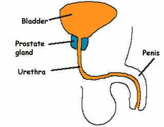 prostate gland, prostate