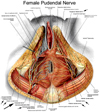 female pudendal nerve