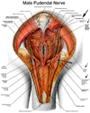 male pudendal nerve