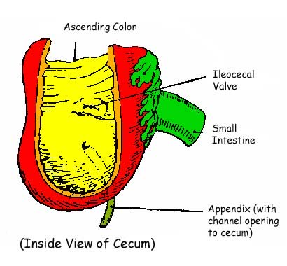 appendix, cecum, ileocecal valve