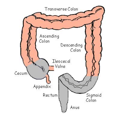 colon, intestine colon, intestine